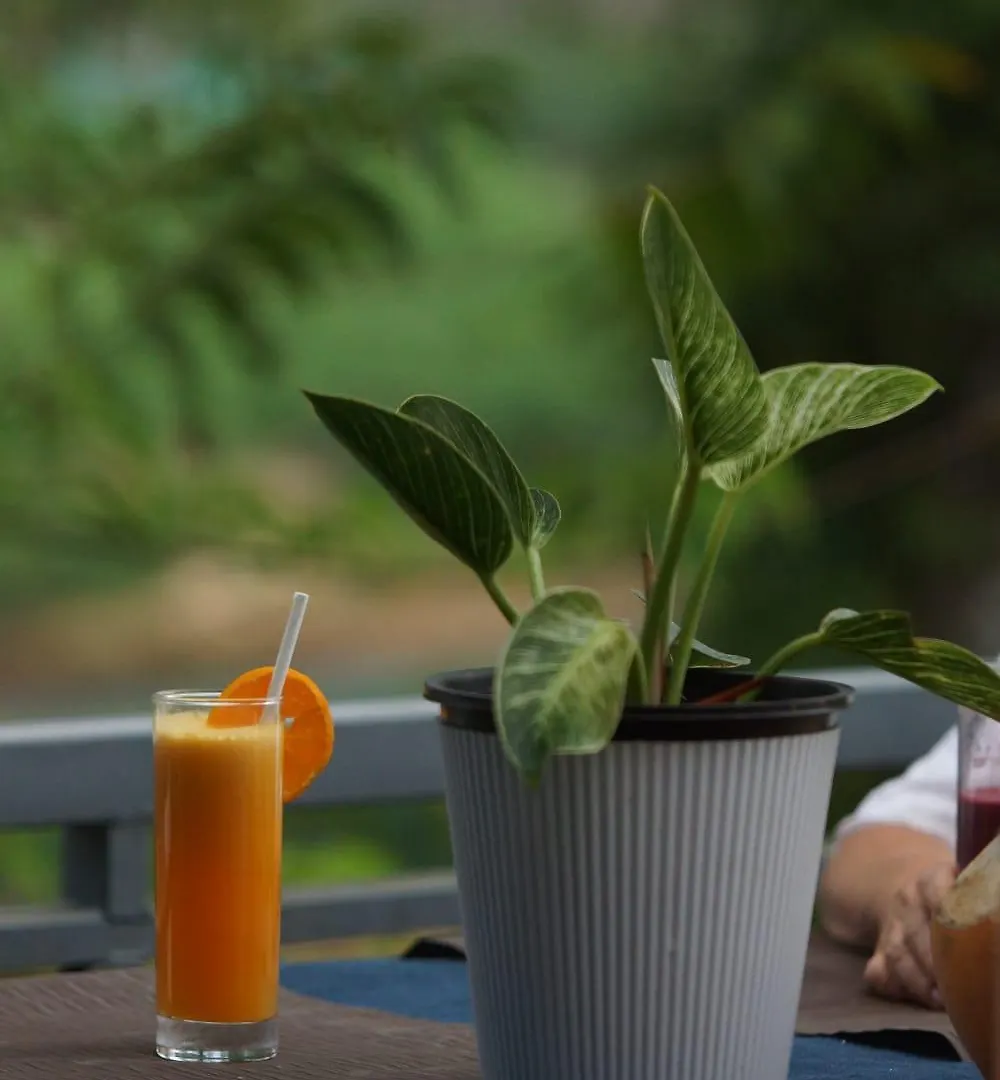 Maya Forest Lodge Kallar