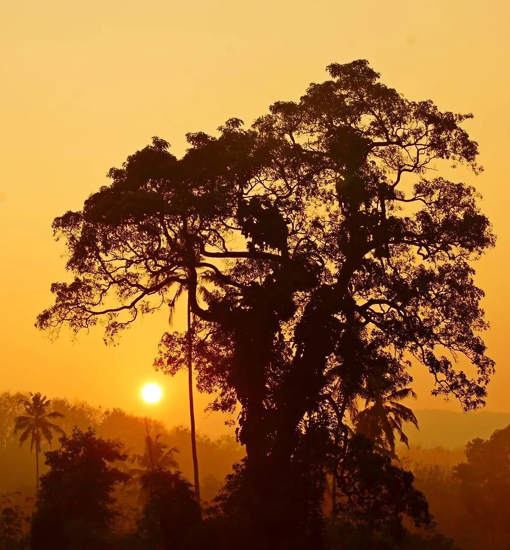 Maya Forest Lodge Kallar