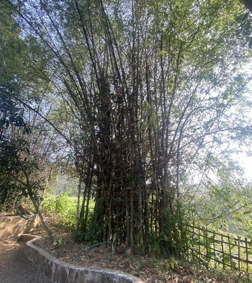 Maya Forest Lodge Kallar  India