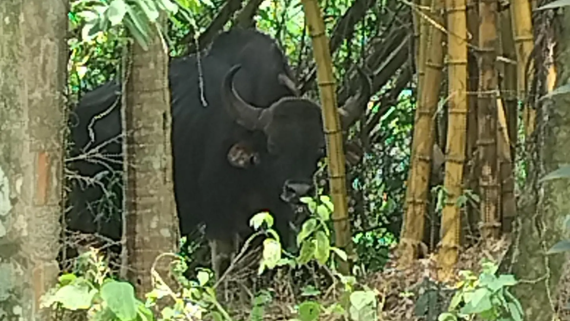 Maya Forest Lodge Kallar